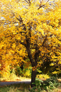 美丽秋天一棵树