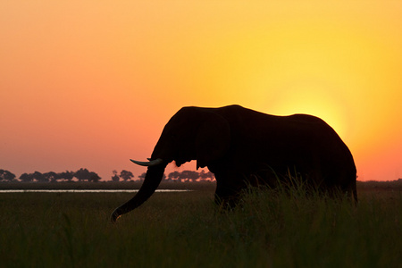金色的夕阳大象剪影图片