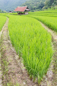 在泰国稻田