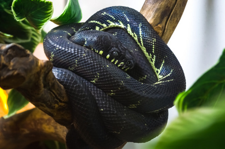 卷曲绿色斑点对下属的黑蛇照片