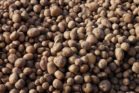 一大堆土豆