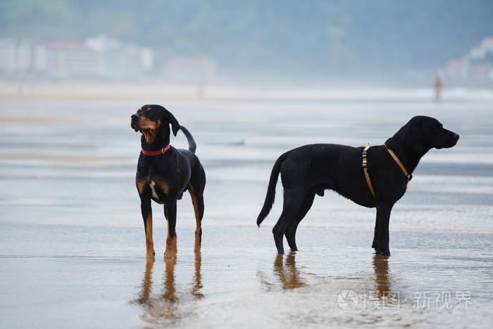 拉布拉多犬和杜宾在海滩上