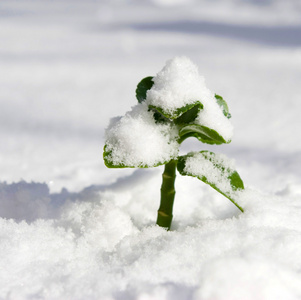 植物生长在雪中照片