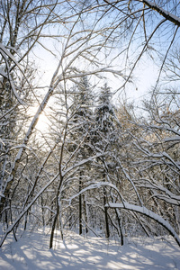 白雪皑皑的冬季森林