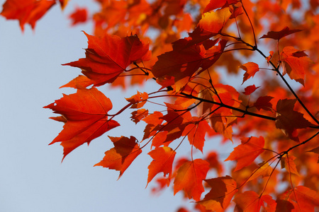 鲜红的秋枫叶映衬着蓝天