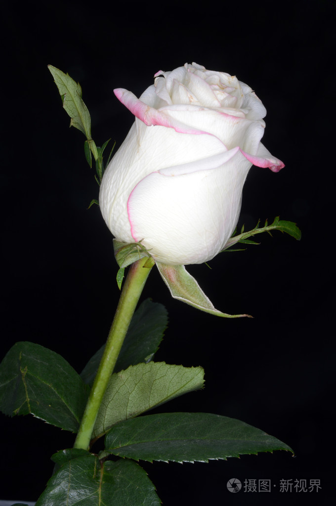 黑色背景上的白玫瑰