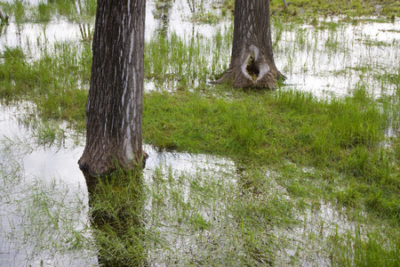 纹理和文本字段在日落向日葵字段无缝的人造草坪字段纹理油画花蒲公英
