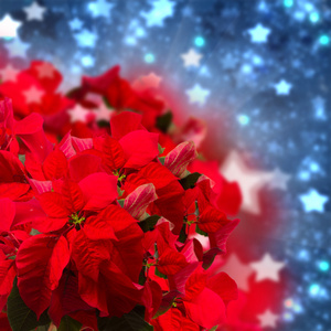 红一品红花或圣诞星图片