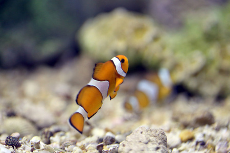 小丑鱼在珊瑚礁海域