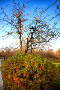 小巷里的秋天的公园树木与黄色的树叶