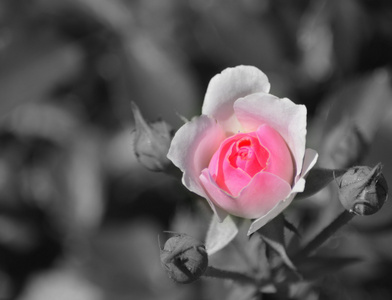 粉红玫瑰的黑色和白色背景