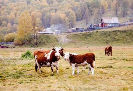 奶牛放牧在秋天在阿尔泰山