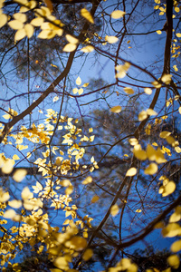 明亮的黄色的秋天叶子和蓝蓝的天空背景