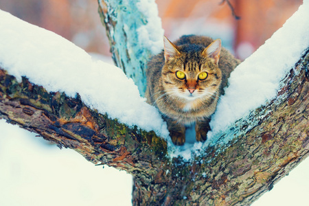 坐在雪树上的猫