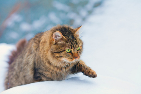 猫在雪中醒来