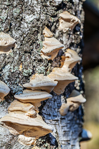 蘑菇生长在森林树上