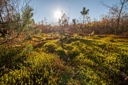 秋天的苔藓特写自然背景
