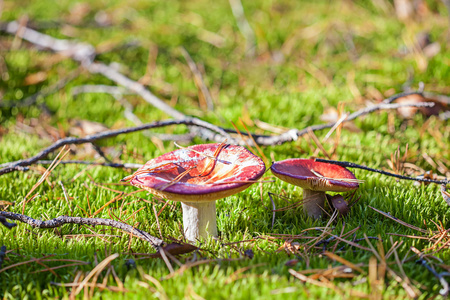 棕色蘑菇在秋季森林特写