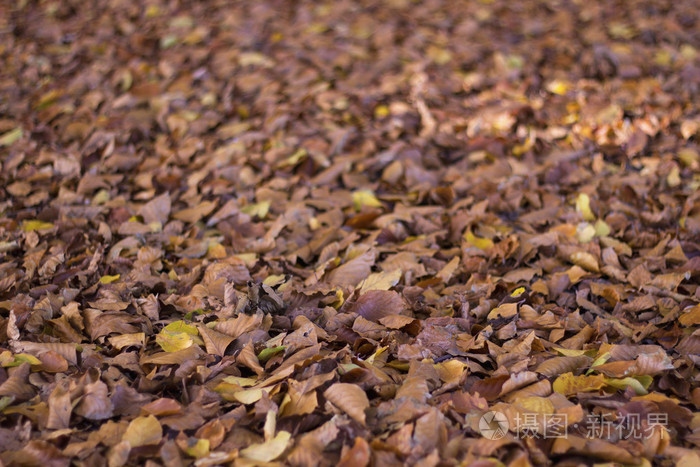 干燥的秋叶进入秋天的季节