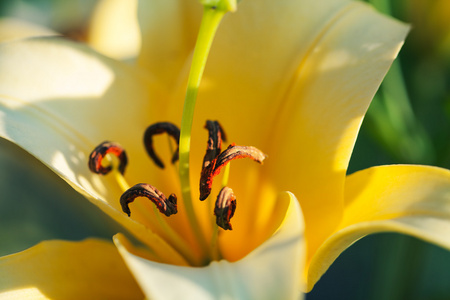 黄色百合花