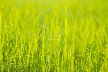 绿色背景的稻田