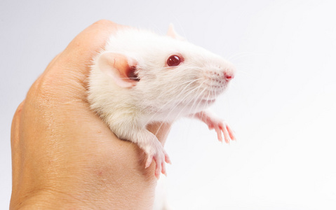 实验老鼠图片