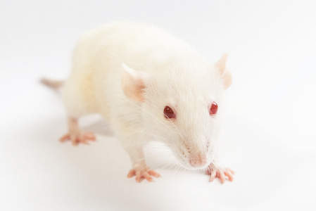 孤立在白色背景上的白色实验室老鼠