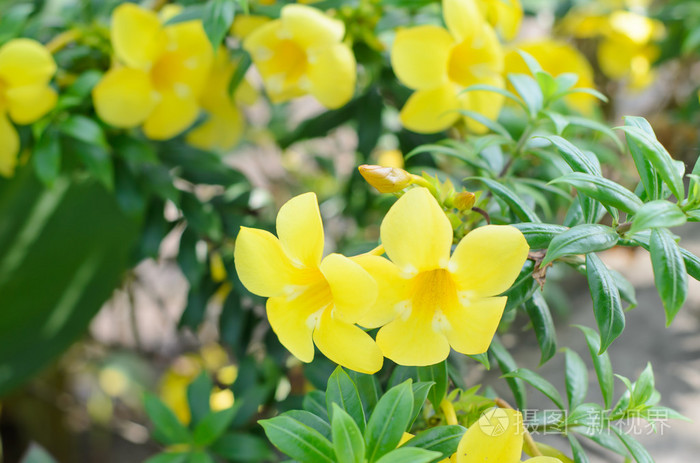 4928*3264px发票合同问题/花卉美丽植物阿拉曼达 cathartica阿拉曼达