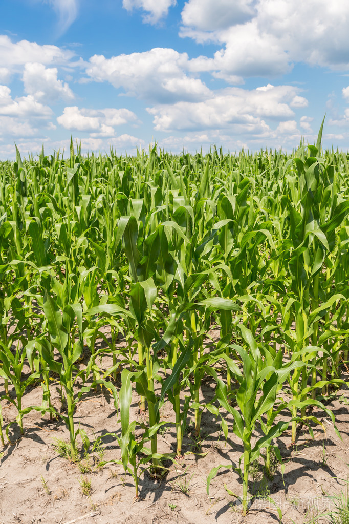 绿色玉米地照片-正版商用图片1h64ik-摄图新视界