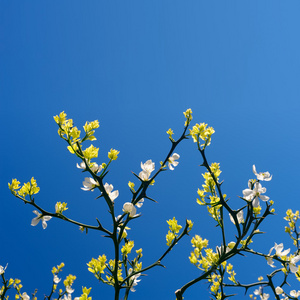 春天桃花背景图片