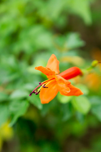 花园里的橙色花