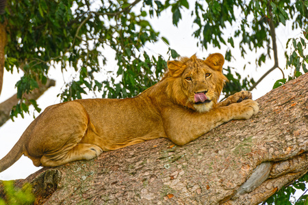 年轻的雄性狮子在一棵树