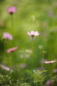 在花园里美丽的波斯菊