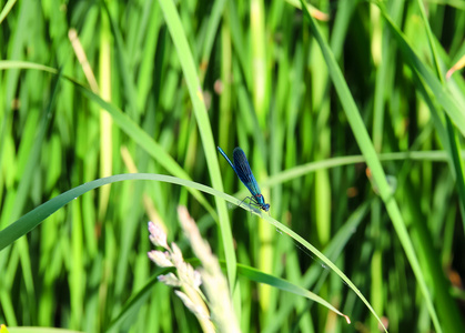 蓝色蜻蜓坐在绿叶草叶上