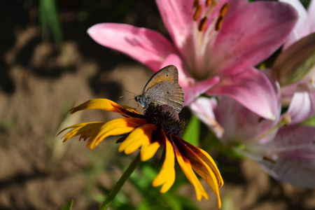 蝴蝶是黄花与粉红色的花背景上 sittiing