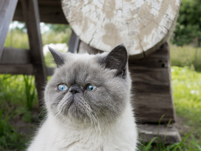 在性质上的肖像异国短毛猫