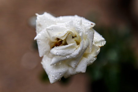 白玫瑰水滴