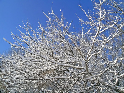 树木覆盖着雪