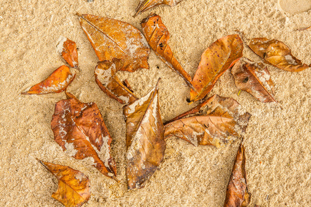 干燥的叶子在海滩与沙子背景