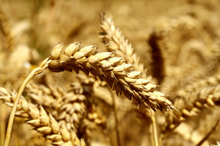 谷物和谷物小麦穗。小麦在白色背景上分离。小麦幼穗关闭了图像
