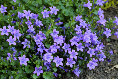 野风信子花