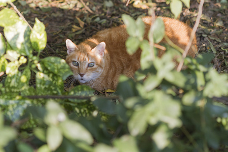 猫在叶子