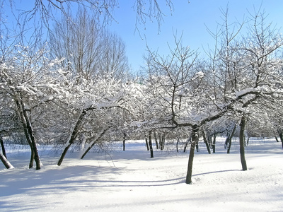 树木覆盖着冰和雪