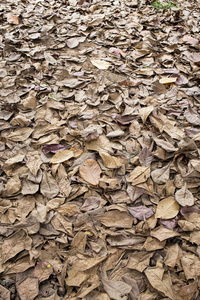秋天的干树叶掉在地上