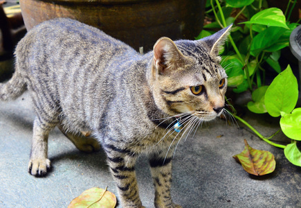 灰色的虎斑猫泰国猫。寻找的东西