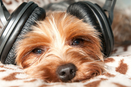 狗听听音乐