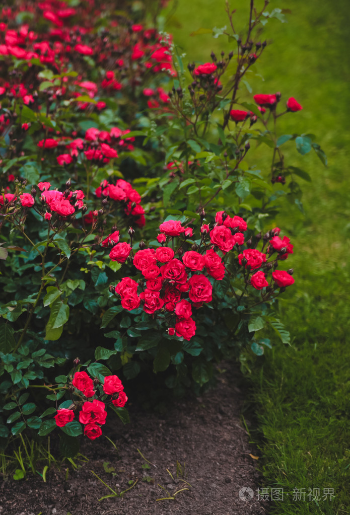 玫瑰灌木玫瑰鲜花