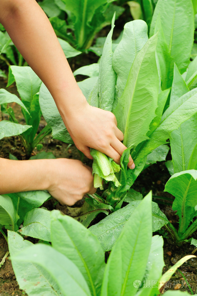 女人农夫手采摘绿色印度生菜