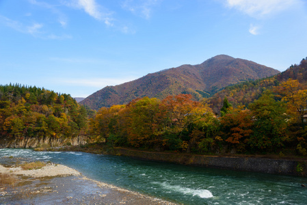 历史村庄的白川方明走在秋天，沿 Shokawa 河景观