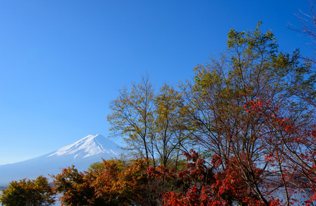 富士山和枫树